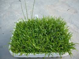 Species isistius brasiliensis cigar shark. Lilaeopsis Brasiliensis Alchetron The Free Social Encyclopedia