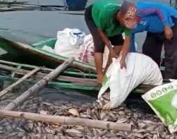 Hari ini, rabu, 7 oktober 2020. Puluhan Ton Ikan Mati Mendadak Di Waduk Saguling