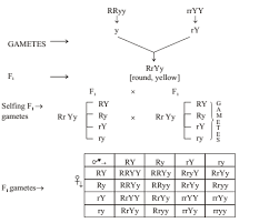 Chapter 10 dihybrid cross worksheet answers. Heredity And Evolution Class 10 Notes Science Mycbseguide Cbse Papers Ncert Solutions