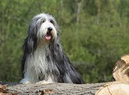 Glücklicher ostertag, versuche es zu genießen und bleibe heute gesund ❤️. Bearded Collie Im Rasseportrait Zooroyal Magazin