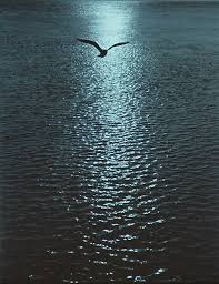 Pin By Claudia On Ravens And Seagulls Beautiful Wallpaper For Phone Beauty In Art Sea Birds