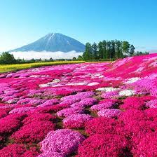 Real Japan 6 Must Visit Hidden Gems In Japan Jetsetter Flower Festival Japan Travel Japan Travel Guide