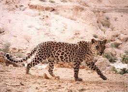 The population is thought to decline contin. Arabian Leopard Alchetron The Free Social Encyclopedia