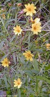 Image result for Bidens crocea