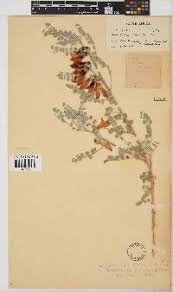 Image result for Neorautanenia ficifolia