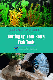 Do not put them in an undivided tank, or they will kill each other. Choosing And Setting Up A Betta Fish Aquarium A Beginners Guide