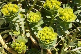 Euphorbia peplus garten wolfsmilch euphorbia peplus in s. Naturschatz Wolfsmilch Euphorbia