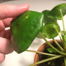 Pilea peperomioides was first collected by george forrest in 1906, and again in 1910, in the cang deutsch wikipedia. Ask A Question Forum What Is Going On With My Pilea Peperomioides Garden Org