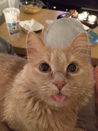 1068 x 346 jpeg 59kb. Autistic Cat Imgur