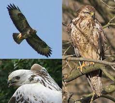 De buizerd (buteo buteo) is een middelgrote tot grote roofvogel uit de familie van de havikachtigen. Wr Hwo Soorten Roofvogels Die In De Hoeksche Waard Broeden