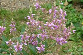 Image result for Desmodium