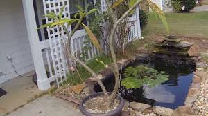 I usually begin decreasing the frequency of watering my plumeria in about october, to encourage leaf drop and dormancy before it gets cold. Plumeria Tree How To Care For The Frangipani Flower