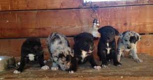 Hanging Tree Cowdog Cross Puppies Born 9 22 14 Mutt Puppies Puppies I Love Dogs