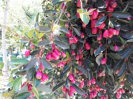 Image result for Syzygium