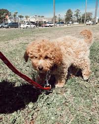 Goldendoodles & our males are a mini/med f1 gooldendoodle and a pure breed ikc poodle. Is There A Miniature Goldendoodle Yes There Is K9 Web