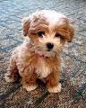 The Poodle Maltese Mix - Information On This Mixed Breed Dog