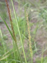 Image result for Sporobolus festivus