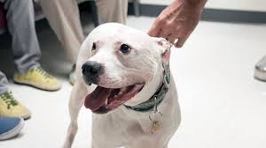 Your veterinarian and veterinary oncologist will be able to provide tips create your account. Brain Tumor Treatment For Dogs May Soon Be Used In Human Patients Vtx Virginia Tech