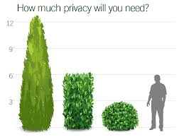 It grows up to 15 feet tall, and it can easily be shaped so that you can have the border this is another option that is great for privacy. Great Hedge And Screen Plants For Privacy Pacific Nurseries