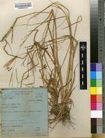 Image result for Chloris pilosa