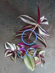 Check spelling or type a new query. Wandering Jew Plant Inch Plant Tradescantia Zebrina Zebrina Pendula Guide Our House Plants