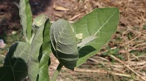 We also offer the white flowered form. Purple Crown Flower Stock Video Footage 4k And Hd Video Clips Shutterstock