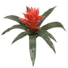 Out our new outdoor line of plants, trees and flowers that are. Faux Tropical Flowers Silk Tropical Flowers Fake Bromeliad Bromeliad Spray 21 Artificial Guzmania Plant Yellow Tropical Silk Flowers Plants Home Living