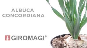 Image result for Albuca nigritana