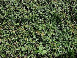 Maybe you would like to learn more about one of these? Woody Ornamental Production Home The Jasmine Project Executive Summary Experimental Outline Introduction Jasmine Vs Turf The Project Related Links The Drought Project Maximize Irrigation How Much Water The Tree Lysimeter