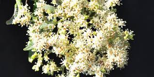 Image result for Buddleja saligna