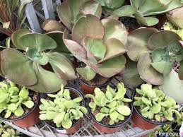 This low maintenance succulent is drought tolerant and prefers a well draining soil. 59 Different Succulent Types With Names And Pictures Florgeous