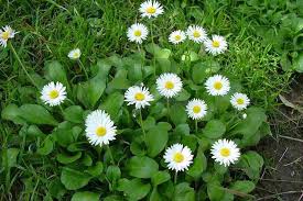 Image result for Bellis