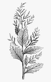 There are many beautiful botanicals that are public domain, like these found at the new york public library. Vintage Botanical Illustrations Png Transparent Png Transparent Png Image Pngitem