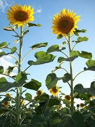Tall Sunflowers Sunflower Wallpaper Sunflowers And Daisies Sunflower Pictures