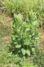 Image result for Crotalaria spectabilis