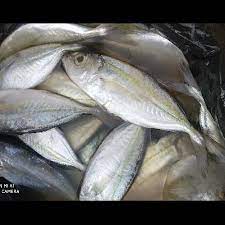 Klasifikasi ilmiah ikan tuna mata besar kingdom : Ikan Mata Besar 28 000 Kg