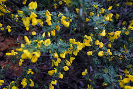 The plants have bright green stems and leaves, and sunny yellow flowers. State Works On Census To Identify Extent Of Scotch Broom Problem