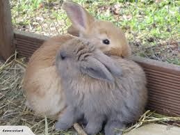 Pin On Raising Rabbits