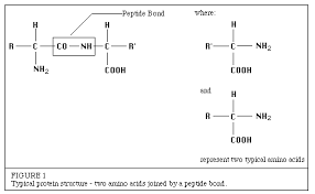 Chemical Nature Of Enzymes Introduction To Enzymes