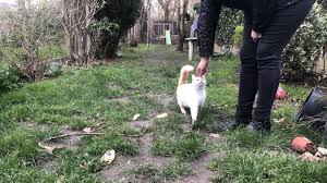 Leur Chat Meurt Apres Un Tir De Carabine A Plomb A Halluin Une Famille Porte Plainte