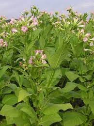 A relative of true tobacco, flowering tobacco plants are grown for their blooms, which come in a variety of colors, shapes, and sizes. Nicotiana Wikipedia