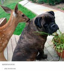 Here at lick me i'm delicious, we provide experimental food. Why He Lick Me Cute Animals Funny Animals Funny Animal Pictures