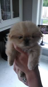 Swimming puppy syndrome, is an uncommon developmental abnormality observed in neonatal dogs in which the hind limbs and sometimes the front legs, are splayed laterally. Scooter Swimmer Puppy Syndrome Puppies Puppy Love Pup