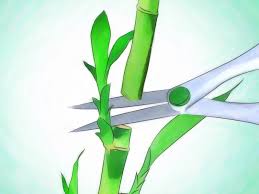 Check spelling or type a new query. 3 Ways To Grow Lucky Bamboo Wikihow