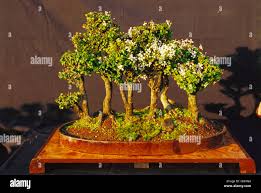 Image result for Malpighia coccigera