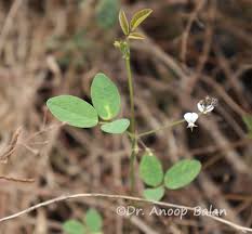 Image result for Desmodium