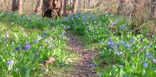 I transplant the seedlings when small. Yes Virginia Bluebells Also Grow In Indiana Gardenrant