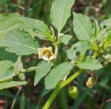 Image result for Physalis angulata