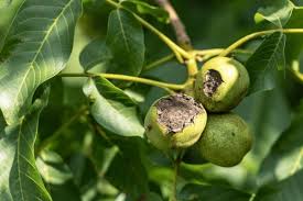 Image result for Walnut blight