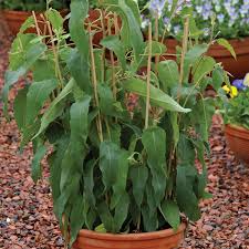 Image result for Eucalyptus citriodora